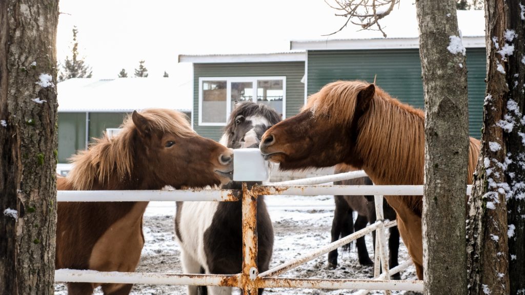 chevaux Islande